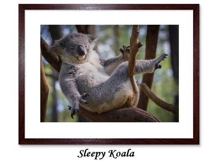 Koala Marsupial Herbivore Arboreal Wildlife